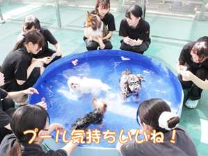 ドッグランでモデル犬とプール♪～２日目～